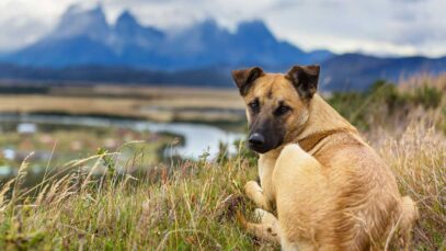 perro-aire-libre