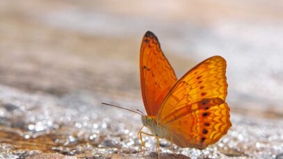 teoria-caos-efecto-mariposa